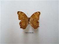 藏品(長紋黛眼蝶)的圖片